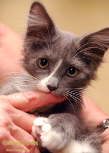 [another picture of Abby, a Domestic Long Hair gray/white\ cat] 