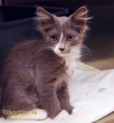 [picture of Abby, a Domestic Long Hair gray/white cat]