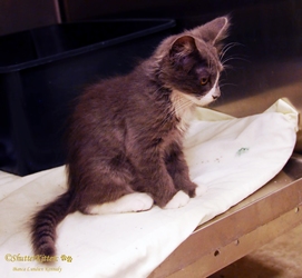 [picture of Abby, a Domestic Long Hair gray/white cat]