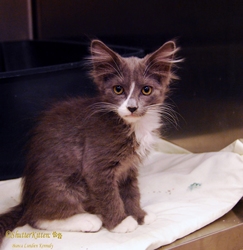 [picture of Abby, a Domestic Long Hair gray/white cat]