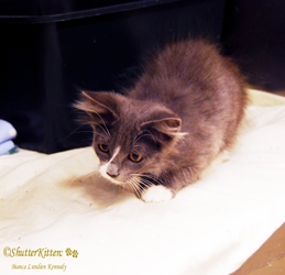 [picture of Abby, a Domestic Long Hair gray/white cat]