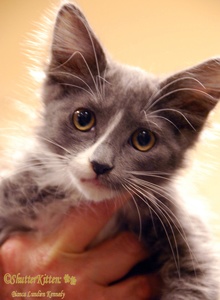 [picture of Abby, a Domestic Long Hair gray/white\ cat] 