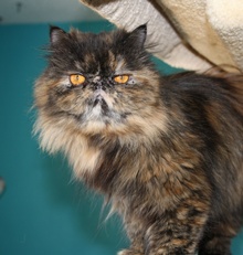 [another picture of Penelope, a Persian tortoiseshell\ cat] 