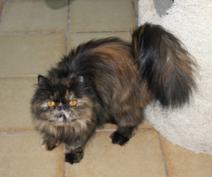 [picture of Penelope, a Persian tortoiseshell cat]