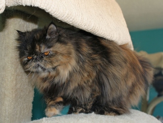[picture of Penelope, a Persian tortoiseshell cat]