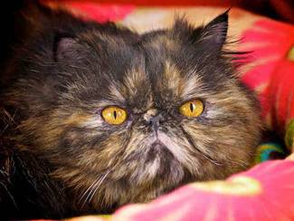 [picture of Penelope, a Persian tortoiseshell\ cat] 