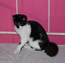 [picture of Lucky, a Domestic Medium Hair black/white cat]