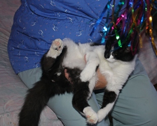 [picture of Lucky, a Domestic Medium Hair black/white cat]