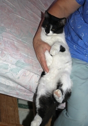 [picture of Lucky, a Domestic Medium Hair black/white cat]