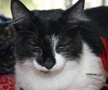 [another picture of Lucky, a Domestic Medium Hair black/white\ cat] 