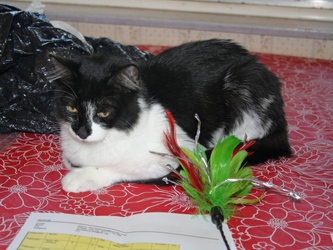 [picture of Lucky, a Domestic Medium Hair black/white cat]