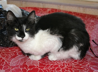 [picture of Lucky, a Domestic Medium Hair black/white cat]