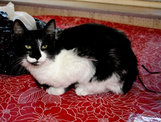 [picture of Lucky, a Domestic Medium Hair black/white cat]