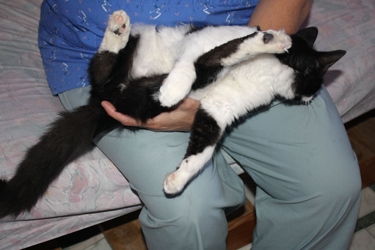 [picture of Lucky, a Domestic Medium Hair black/white cat]