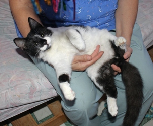 [picture of Lucky, a Domestic Medium Hair black/white cat]