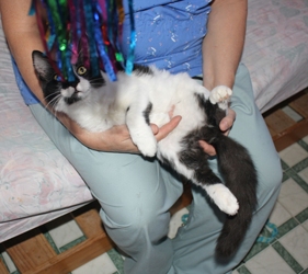 [picture of Lucky, a Domestic Medium Hair black/white cat]
