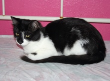 [picture of Lucky, a Domestic Medium Hair black/white cat]