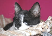 [picture of Lucky, a Domestic Medium Hair black/white\ cat] 