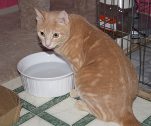 [picture of Pavarotti, a Domestic Short Hair buff classic tabby cat]