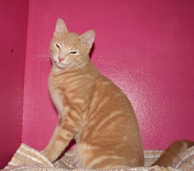 [picture of Pavarotti, a Domestic Short Hair buff classic tabby cat]