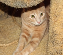 [picture of Pavarotti, a Domestic Short Hair buff classic tabby\ cat] 