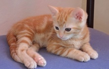 [another picture of Garfield, a Domestic Short Hair orange tabby\ cat] 