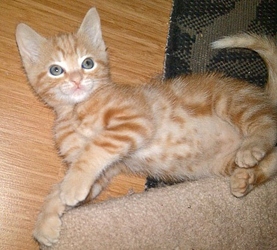 [picture of Garfield, a Domestic Short Hair orange tabby cat]