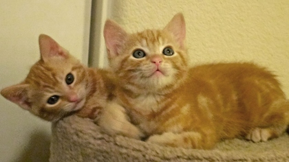 [picture of Garfield, a Domestic Short Hair orange tabby cat]