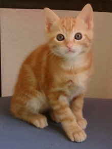 [picture of Garfield, a Domestic Short Hair orange tabby\ cat] 