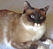 [another picture of Sandy, a Snowshoe sealpoint/white\ cat] 