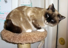 [picture of Sandy, a Snowshoe sealpoint/white cat]