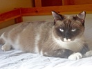 [picture of Sandy, a Snowshoe sealpoint/white\ cat] 