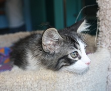 [another picture of Lumen, a Domestic Short Hair dark gray tabby/white\ cat] 