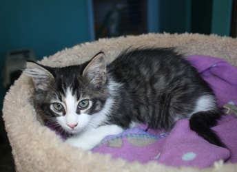 [picture of Lumen, a Domestic Short Hair dark gray tabby/white cat]