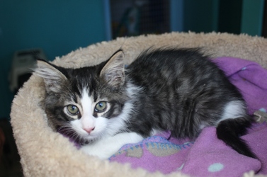 [picture of Lumen, a Domestic Short Hair dark gray tabby/white cat]