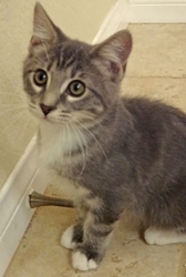 [picture of Mouser, a Domestic Short Hair gray/white cat]