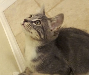 [picture of Mouser, a Domestic Short Hair gray/white cat]