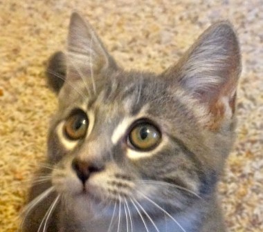 [picture of Mouser, a Domestic Short Hair gray/white cat]