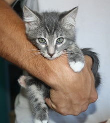 [picture of Mouser, a Domestic Short Hair gray/white\ cat] 