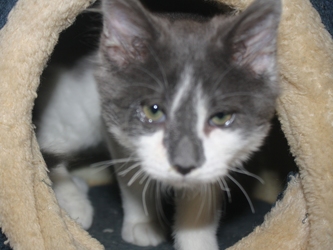 [picture of Pudge, a Domestic Long Hair gray/white cat]