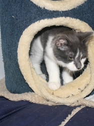 [picture of Pudge, a Domestic Long Hair gray/white cat]