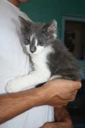 [picture of Pudge, a Domestic Long Hair gray/white cat]