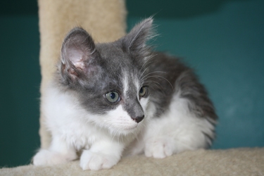 [picture of Pudge, a Domestic Long Hair gray/white cat]