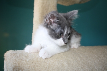 [picture of Pudge, a Domestic Long Hair gray/white cat]