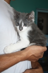 [picture of Pudge, a Domestic Long Hair gray/white cat]