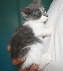 [picture of Pudge, a Domestic Long Hair gray/white\ cat] 