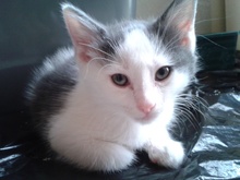 [another picture of Chaton, a Domestic Medium Hair gray/white\ cat] 