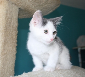 [picture of Chaton, a Domestic Medium Hair gray/white cat]