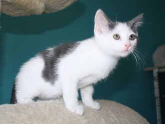 [picture of Chaton, a Domestic Medium Hair gray/white cat]