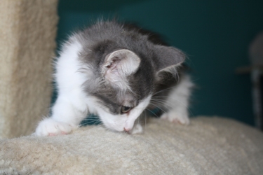 [picture of Mia, a Domestic Medium Hair gray/white cat]